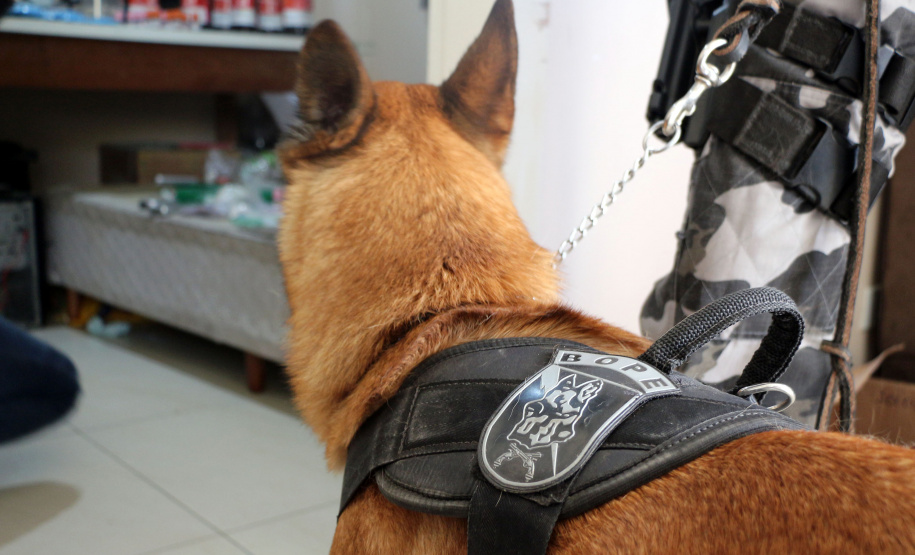 Curitiba, 24 de Maio de 2019. 24-05-2019. Operação do 1º CRPM desmonta laboratório de drogas no Tingui. Foto: cachoro auxiliou nas buscas pelas drogas.