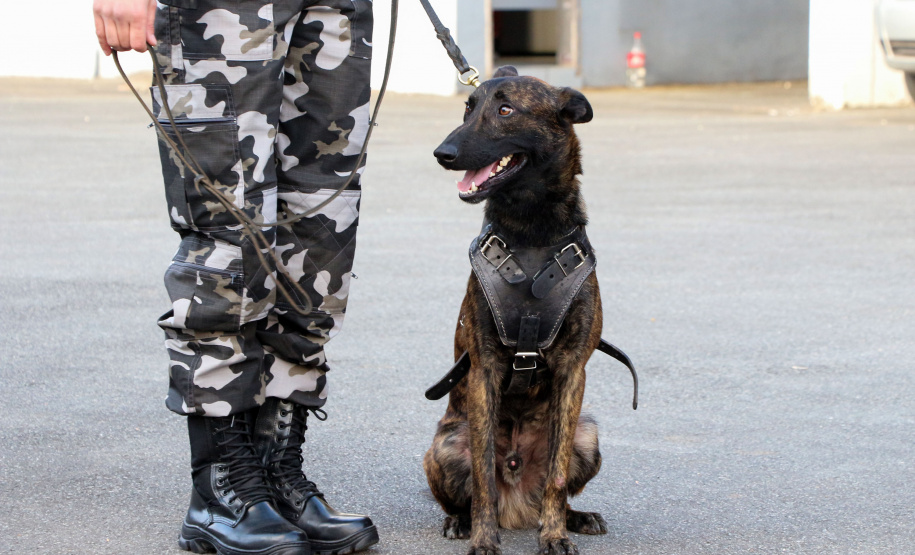 Curitiba, 04 de julho de 2019. RIC Grava no Canil e Entrevista Sd. Chuede.