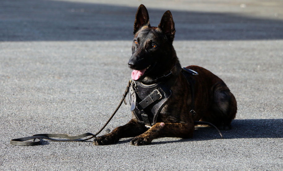 Curitiba, 04 de julho de 2019. RIC Grava no Canil e Entrevista Sd. Chuede.