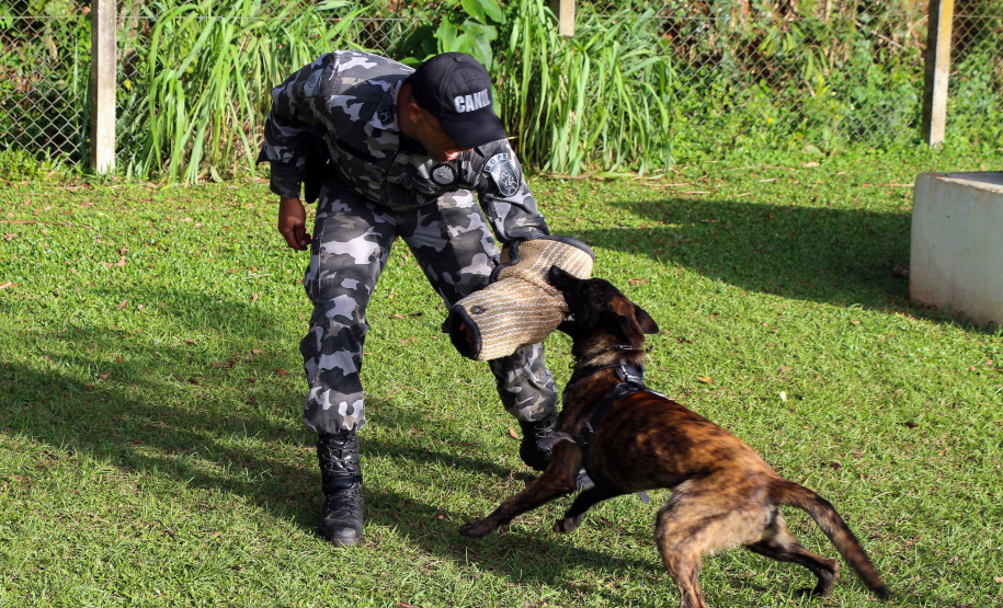 Curitiba, 04 de julho de 2019. RIC Grava no Canil e Entrevista Sd. Chuede.