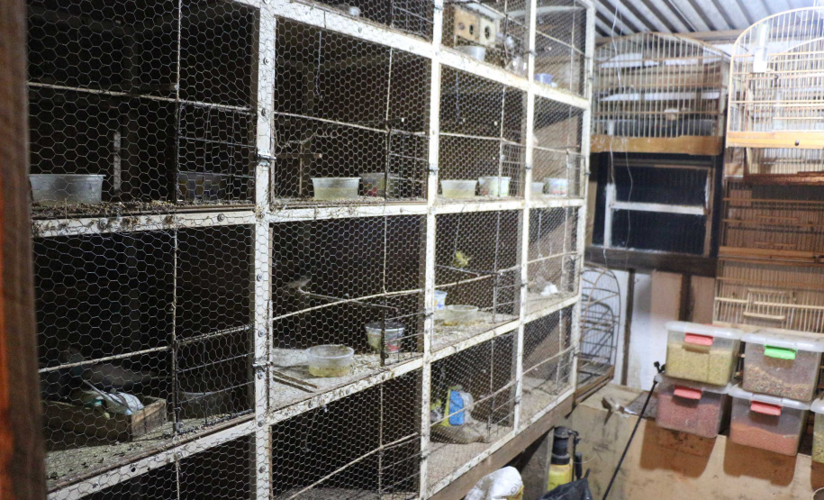 Curitiba, 23 de julho de 2019. BPAmb deflagra a Operação Curio Livre.