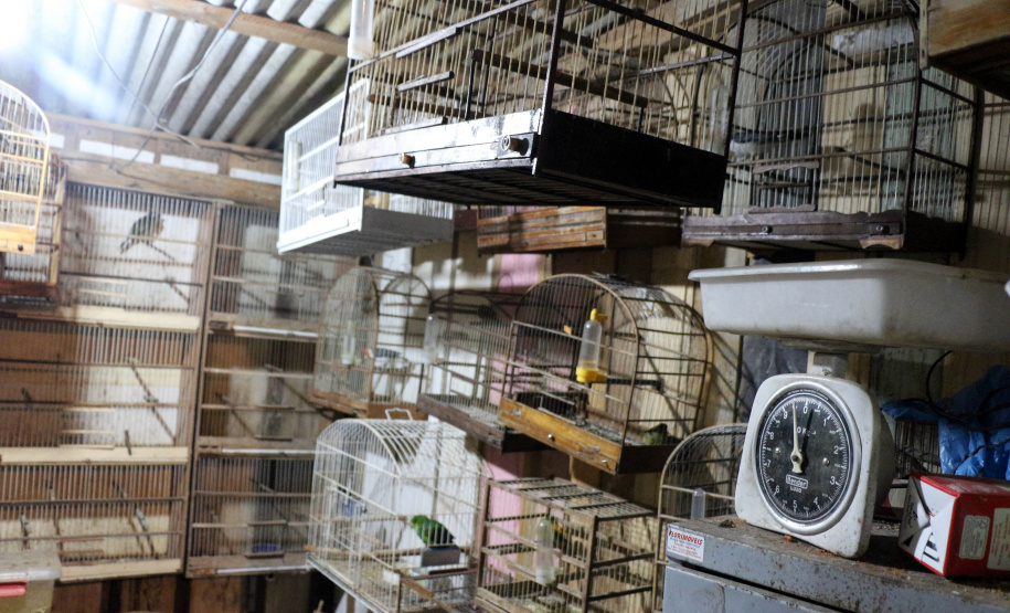 Curitiba, 23 de julho de 2019. BPAmb deflagra a Operação Curió Livre.