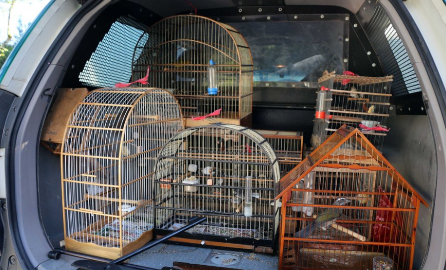 Curitiba, 23 de julho de 2019. BPAmb deflagra a Operação Curio Livre. Foto: Parte do material apreendido durante a Operação Curio Livre.