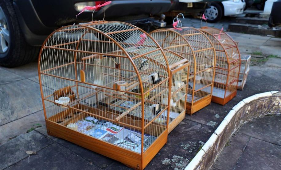 Curitiba, 23 de julho de 2019. BPAmb deflagra a Operação Curio Livre. Foto: Parte do material apreendido durante a Operação Curio Livre.