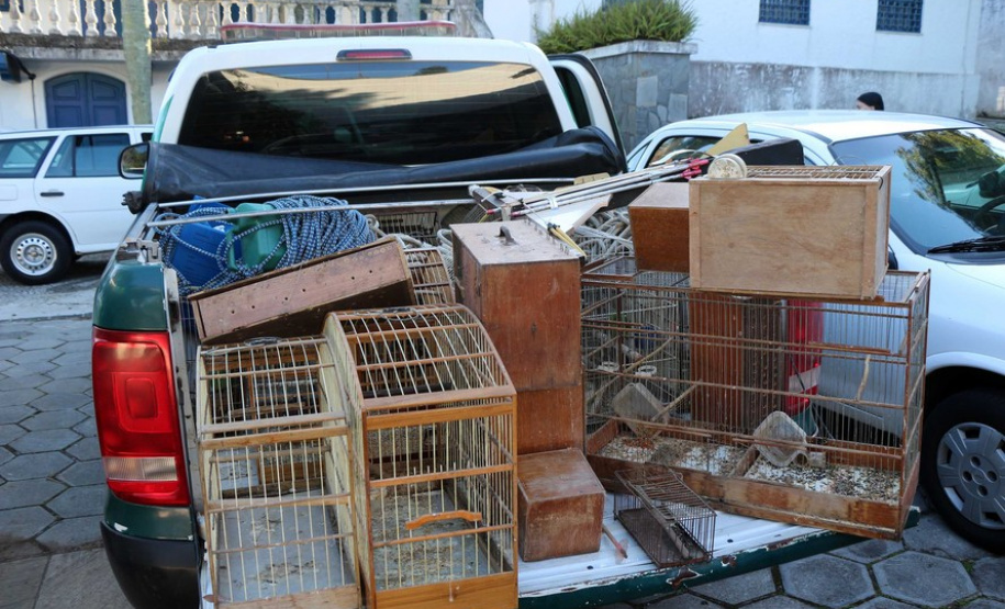 Curitiba, 23 de julho de 2019. BPAmb deflagra a Operação Curio Livre. Foto: Parte do material apreendido durante a Operação Curio Livre.