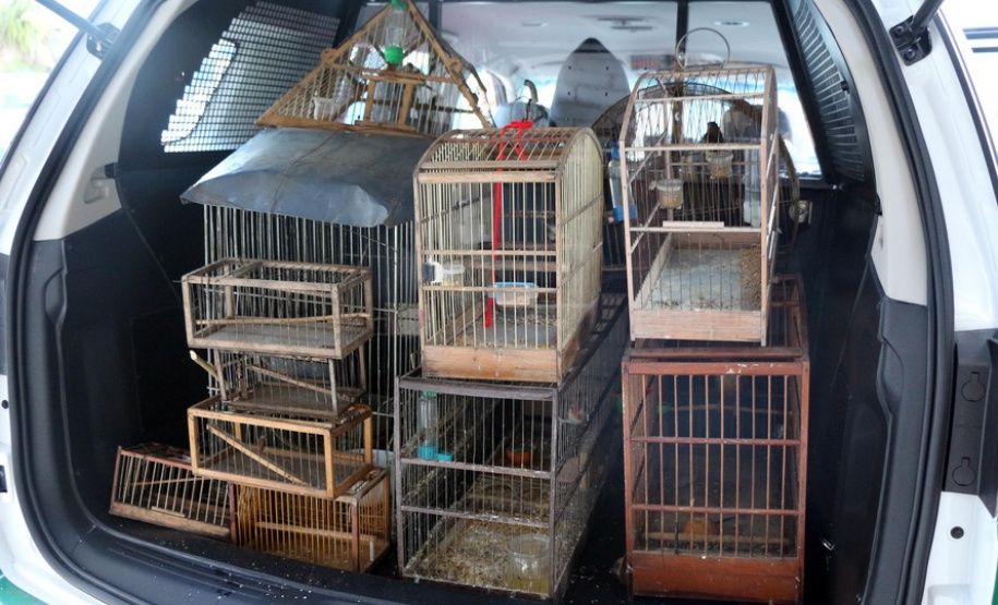 Curitiba, 23 de julho de 2019. BPAmb deflagra a Operação Curio Livre. Foto: Parte do material apreendido durante a Operação Curio Livre.