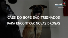 Polícia Científica e BOPE treinam cães de faro para encontrar novas drogas