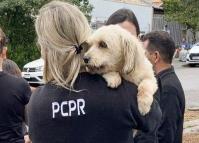 Abril Laranja: PCPR reforça importância do combate aos maus-tratos aos animais